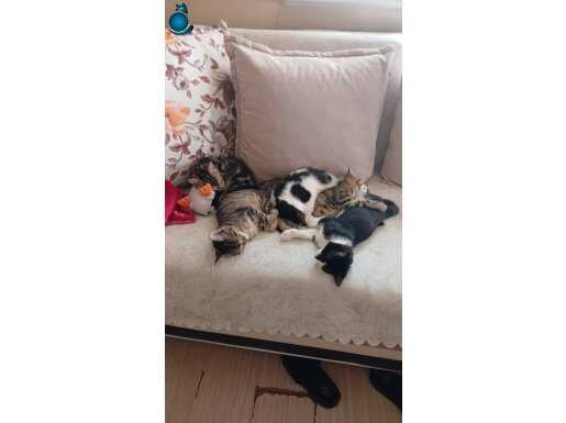 Acilll sahiplendirme yavru kedi 3adet