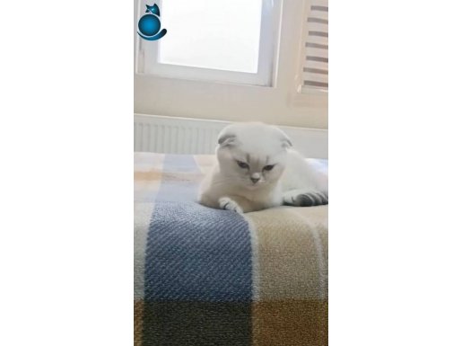 Pofudukk