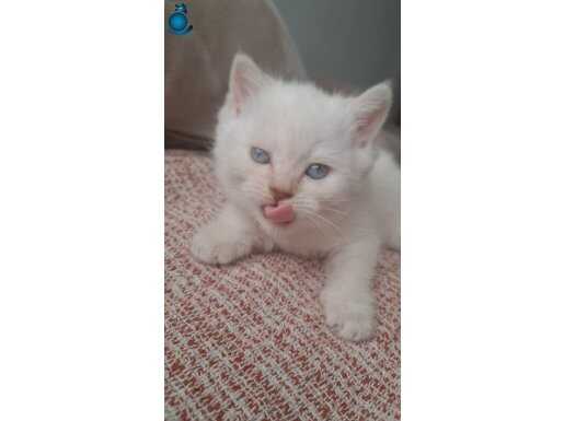 Masmavi Gözlü British Shorthair Dişi Yavru