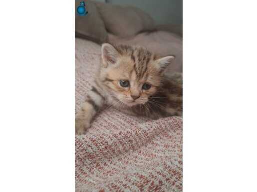 Kırçıllı Güzellik Dişi British Shorthair Yavru