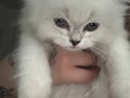 Muazzam Güzellikte