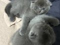 Bebeklerim yeni sahiplerini bekliyor ????