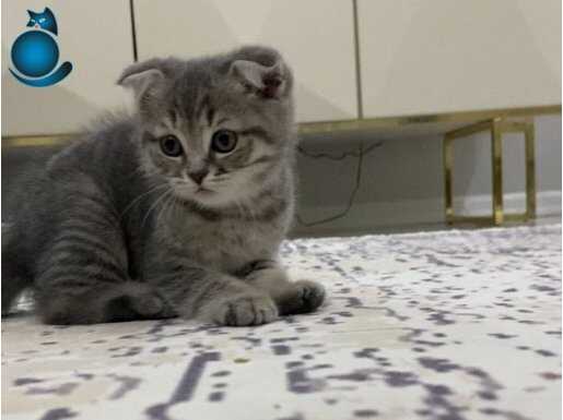 Scottish fold kırık kulak