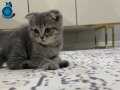 Scottish fold kırık kulak