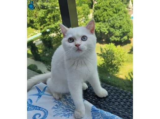 BİRİTİSH SHORTAİR BEYAZ MAVİ GÖZ 5 AYLIK 