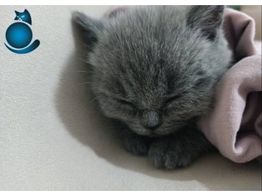 İsmi gibi minnoş BRİTİSH yavrumuzz
