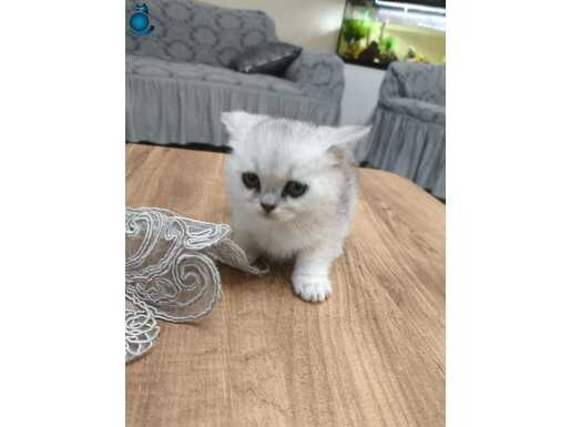 BRİTİSH SİLVER LONGHAİR YAVRULARIMIZ 