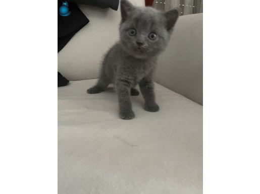 neredeyse 2 aylık dişi british shorthair yavru kedi