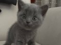 neredeyse 2 aylık dişi british shorthair yavru kedi
