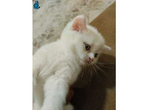 SAĞLIKLI TEMİZ VE BAKIMLI KEDİLERİMİZ