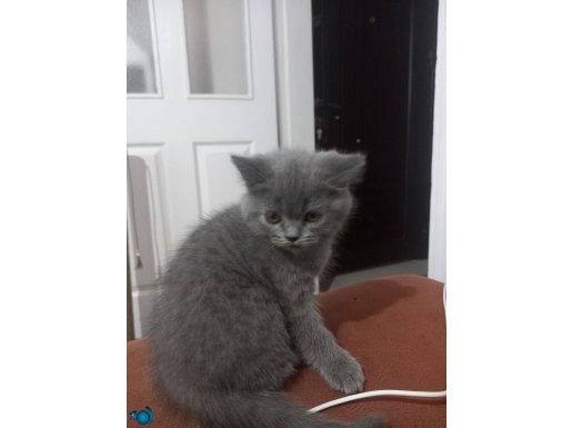 Satilik yavru kediler
