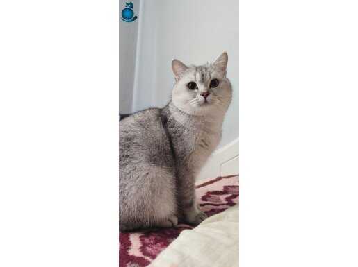 Safkan British Shorthair (Erkek) 19 Aylık