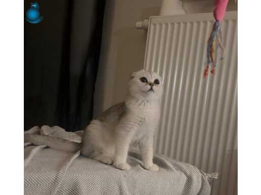 3,5 aylık silver Scottish fold ( erkek ) 