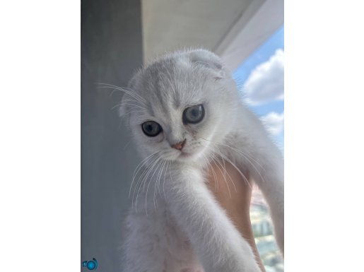 2.5 aylık erkek silver Scottish fold 