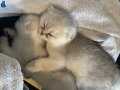 Scottishfold 2 erkek british shorthair 1 dişi