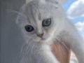 2.5 aylık erkek silver Scottish fold 