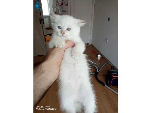 2 aylık sütten Yeni kesildi kuru mama yiyor tuvalet eğitimi 