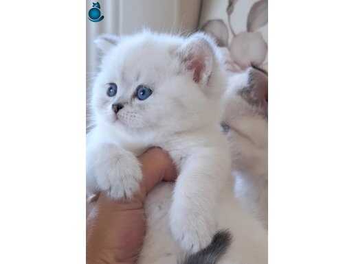 British shorthair yawrularimiza sıcak yuva arıyoruz 