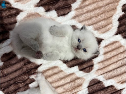 4 adet yawru kedi var sahiplendirmek istiyorum 