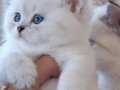 British shorthair yawrularimiza sıcak yuva arıyoruz 