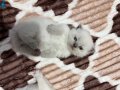 4 adet yawru kedi var sahiplendirmek istiyorum 