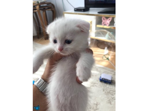 Babalık Hakkı Scottish fold erkek bebek yeni yuvasını arıyor
