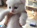 Babalık Hakkı Scottish fold erkek bebek yeni yuvasını arıyor