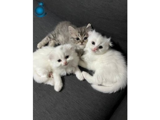 4 aylık Büyümeden sahiplendirmek istiyorum 
