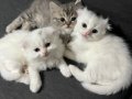 4 aylık Büyümeden sahiplendirmek istiyorum 