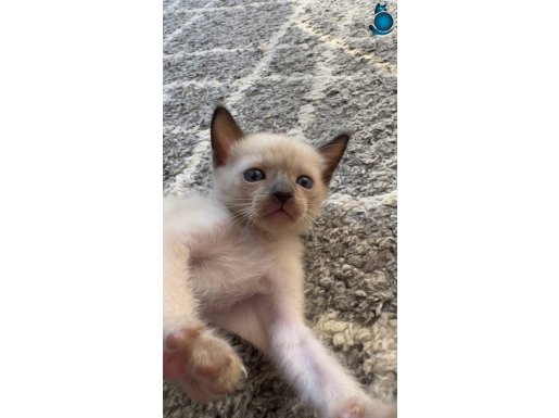 Masmavi gözlü, safkan Siyam kedisi yavruları 