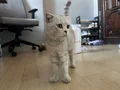 Çok tatlı ve tüyü dökülmez bi kedi