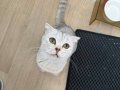 Çok tatlı ve tüyü dökülmez bi kedi
