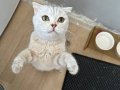Çok tatlı ve tüyü dökülmez bi kedi