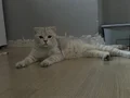 Çok tatlı ve tüyü dökülmez bi kedi