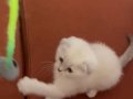 Tatli sütlaç
