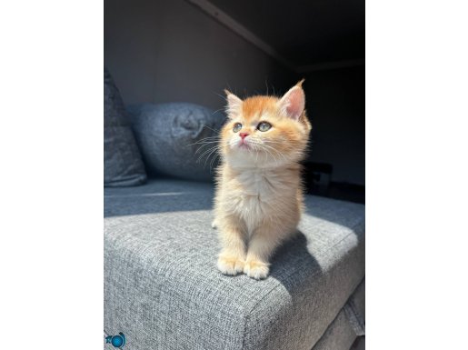 Golden British Shorthair