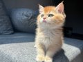 Golden British Shorthair 