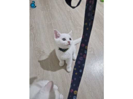 2 Aylık British Shorthair ve Odd eyes Yavrular