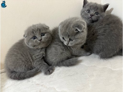 Minik yavrularımız yuvalarını arıyor