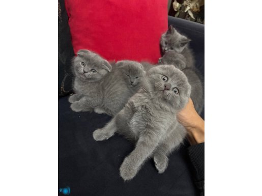  Scottish Fold Yavrularımız Yuvalarını Arıyor 