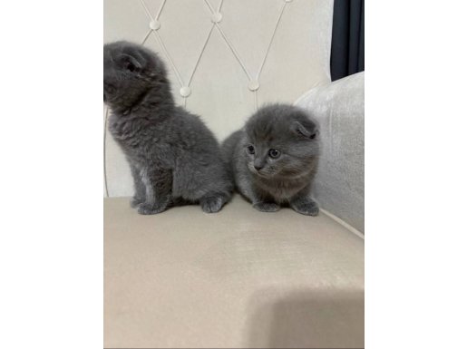 A+ Kalite Yavrularımız