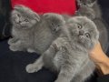  Scottish Fold Yavrularımız Yuvalarını Arıyor 