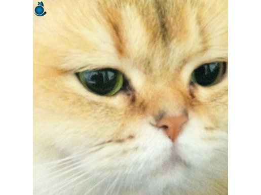 ACİL SAHİPLENDİRİYORUM TAMAMEN ÜCRETSZİDİR