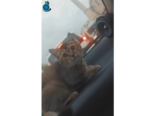 ÜCRETSİZDİR, ACİLEN SAHİPLENDİRİYORUZ