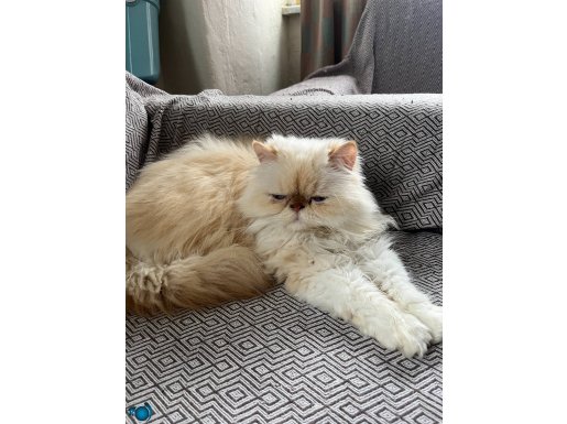 Sakin ve sevimli İran kedisi