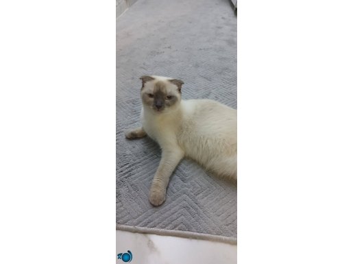 Disi kizimiza erkek es arıyoruz 