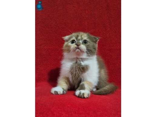 Muhteşem scottish fold bebekler 