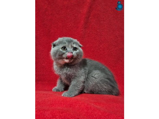 KOCA KAFALI SCOTTISH FOLD DİŞİ