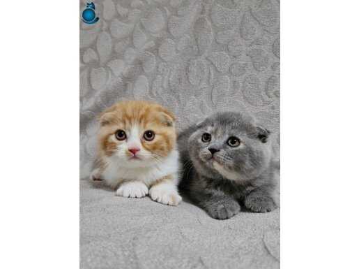 Uygun Koca Kafalı Sıfır Kulak Scottish Fold Yavru