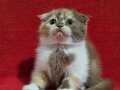 Muhteşem scottish fold bebekler 